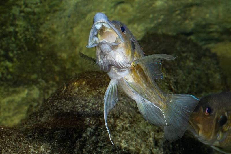 Gnathochromis permaxillaris 'Chituta Bay'